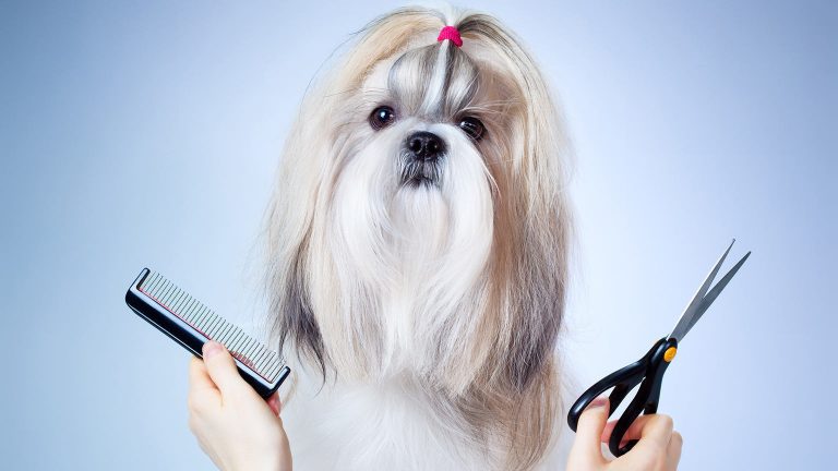 Five Ways to Find a Reliable Pet Grooming Salon